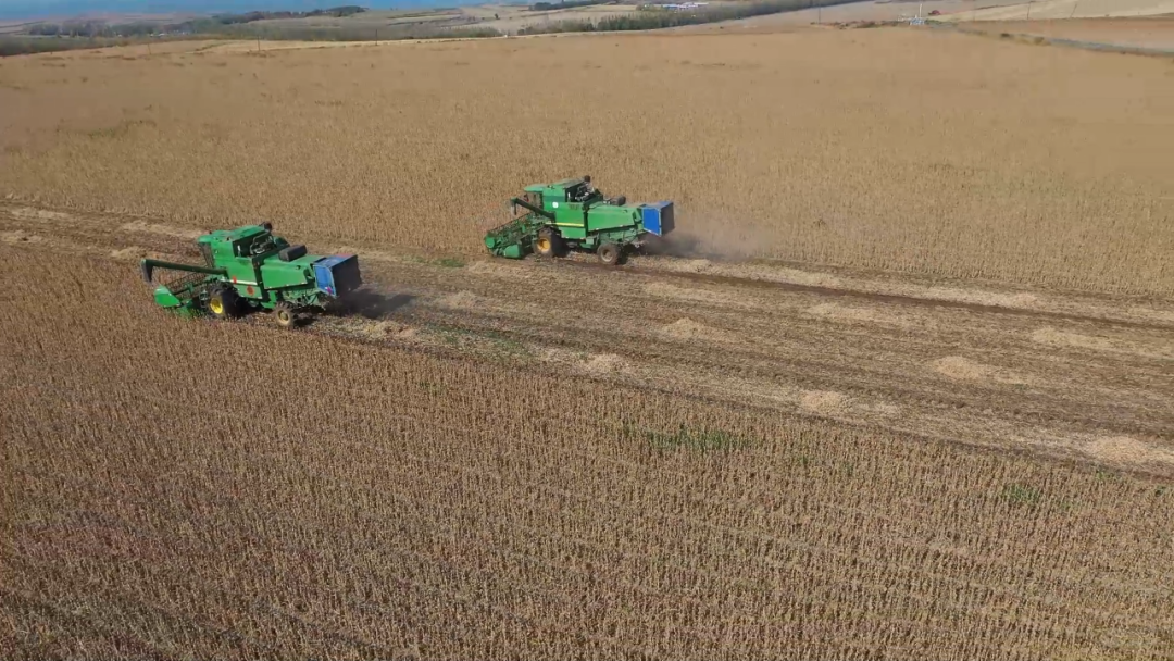 &ensp;馬橋河鎮(zhèn)北盛村：金浪翻涌慶華誕黑土豆香溢邊關(guān)